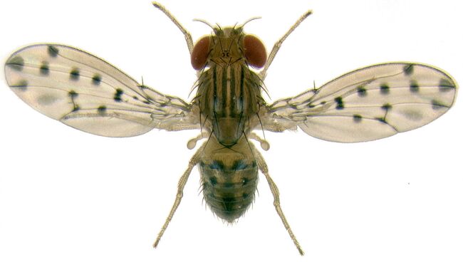 Муха Drosophila guttifera. Архивное фото