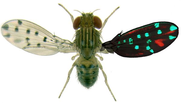 Влияние «генетических переключений» на расцветку крыльев мухи Drosophila guttifera