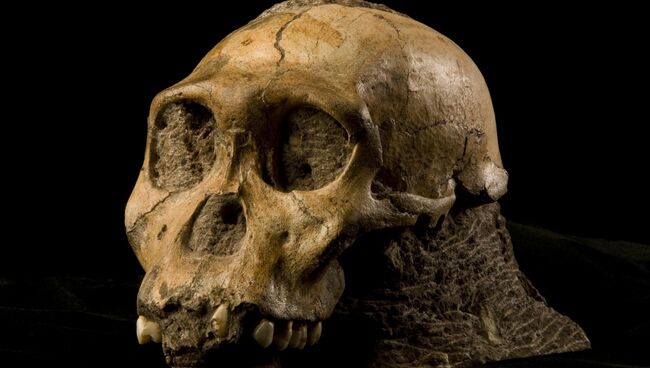 Череп Australopithecus sediba, найденный при раскопках в Южной Африке