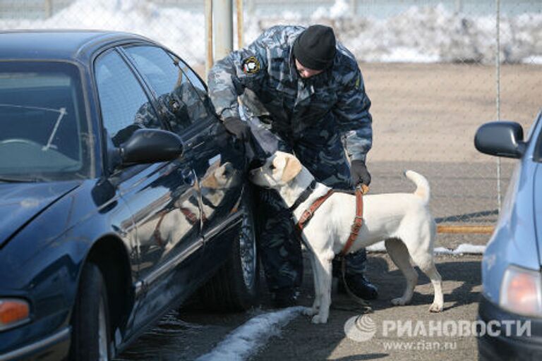 Чемпионат по многоборью среди кинологов в Новосибирске