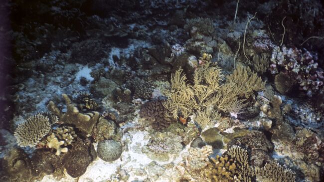Коралловый риф. Архив