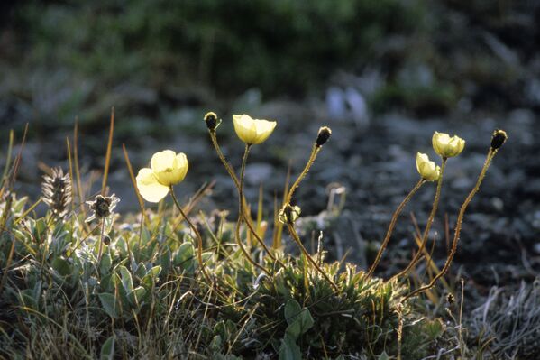 Арктические цветы в заповеднике Остров Врангеля