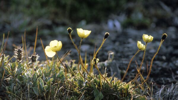 Арктические цветы в заповеднике Остров Врангеля