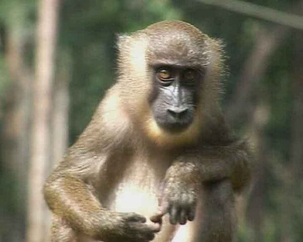 Смотрители ранчо для обезьян спасают животных от браконьеров