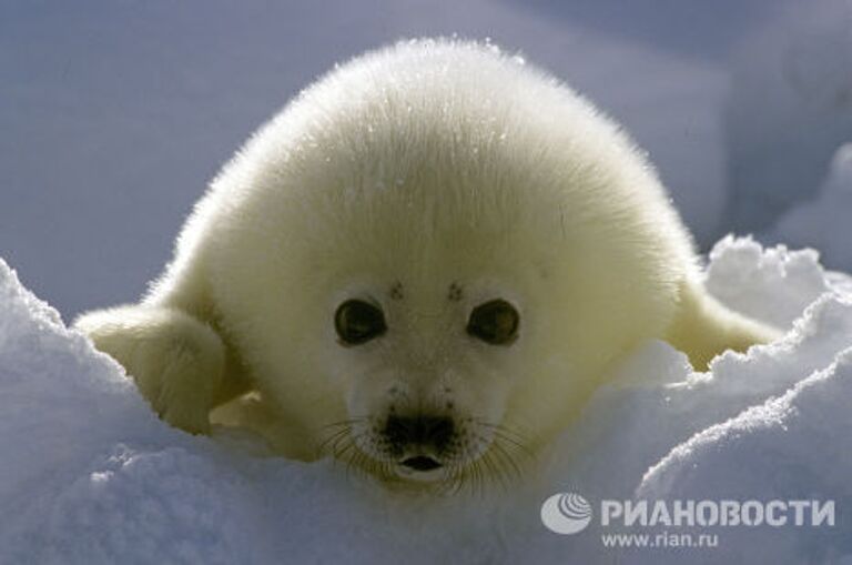 Белек, детеныш гренландского тюленя