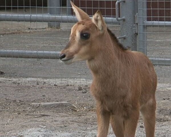Детеныш черной антилопы родился в Московском зоопарке впервые за 14 лет 