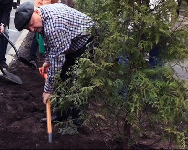 Лужков во время субботника  показал, как правильно сажать деревья