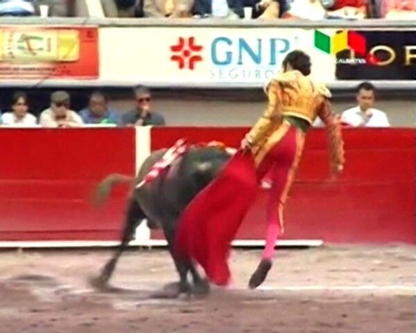 Разъяренный бык поднял на рога испанского матадора