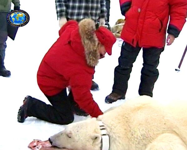 Путин пожал лапу белому медведю и объявил уборку в Арктике 