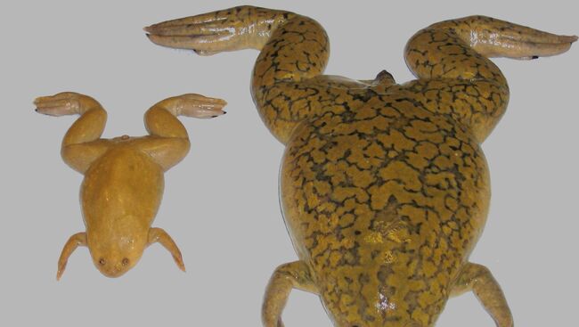 Xenopus tropicalis (слева) и Xenopus laevis (справа)