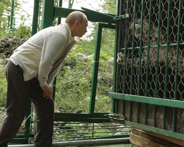 Путин выпустил из клетки невесту сочинских леопардов