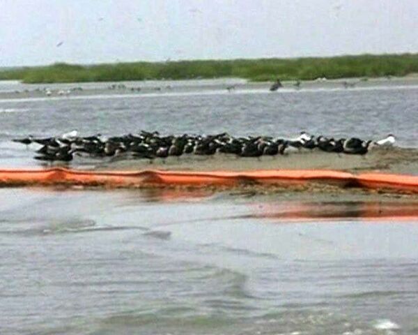 Редкие виды черепах и птиц гибнут из-за аварии в Мексиканском заливе