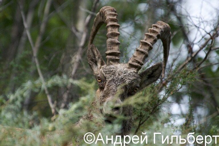 Государственный природный биосферный “Саяно-Шушенский” заповедник