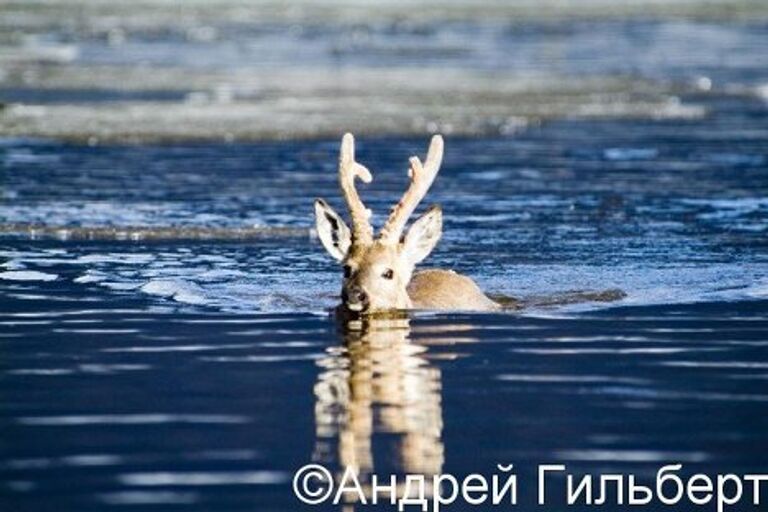 Государственный природный биосферный “Саяно-Шушенский” заповедник