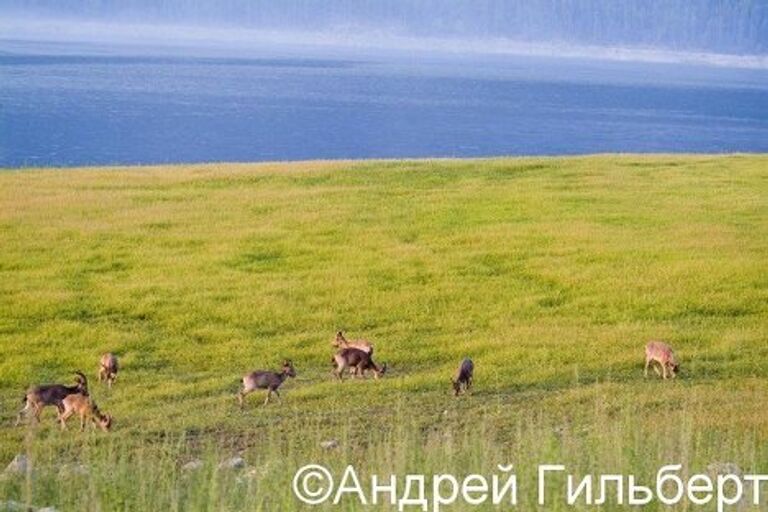 Государственный природный биосферный “Саяно-Шушенский” заповедник