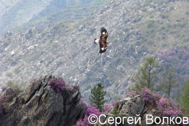 Государственный природный биосферный “Саяно-Шушенский” заповедник