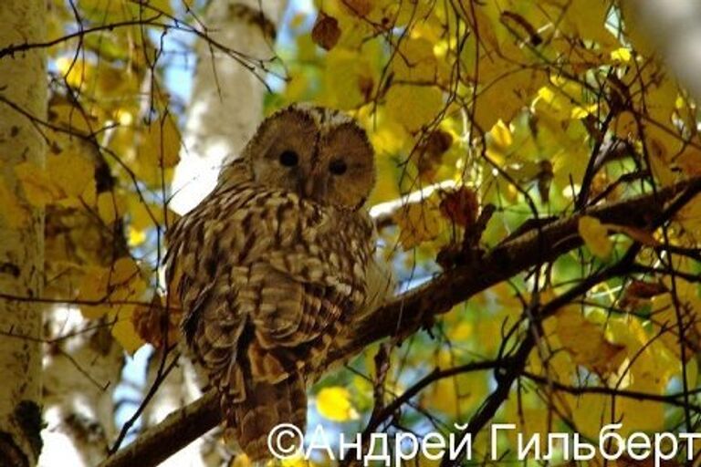 Государственный природный биосферный “Саяно-Шушенский” заповедник