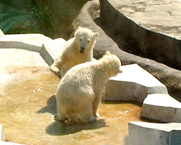 Белые медвежата из московского зоопарка учатся плавать