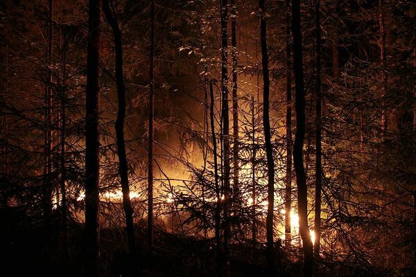 Лесные пожары. Архив