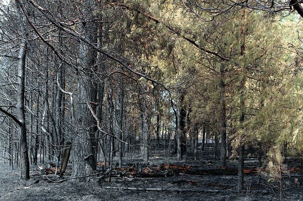 лесные пожары. Владимирская область 