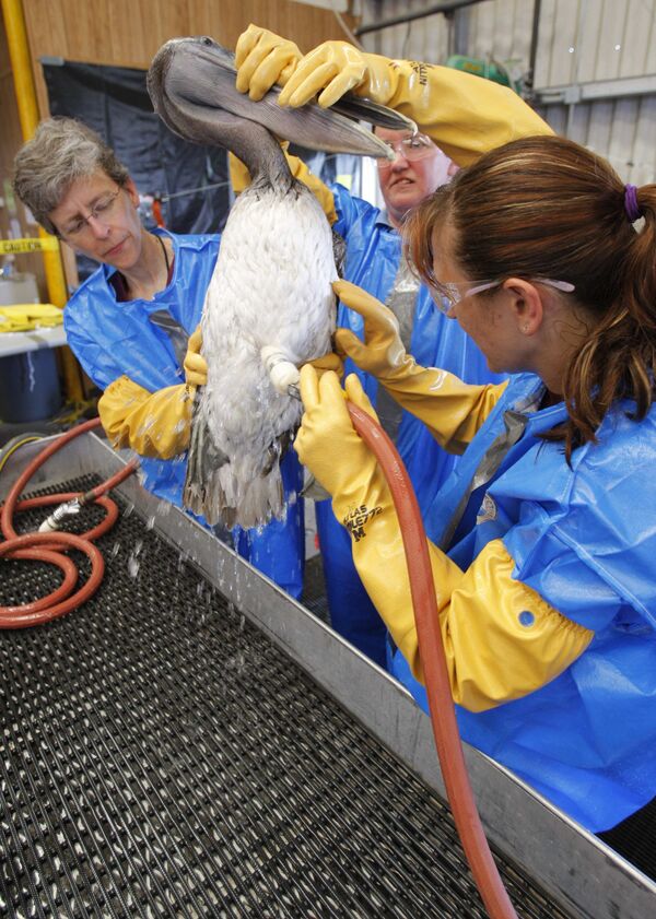 Испачканного нефтью пеликана отмывают в центре по защите дикой природы штата Луизиана