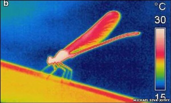 Температурное изображение самца стрекозы