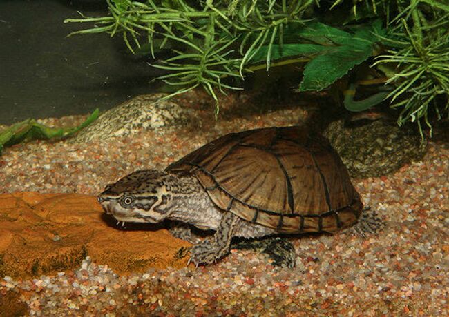 Обыкновенная мускусная черепаха (Sternotherus odoratus)