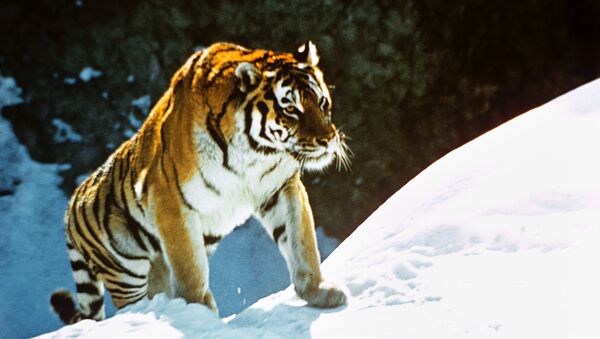 Амурский тигр. Архив