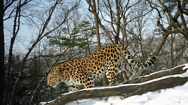 Дальневосточный леопард. Архив