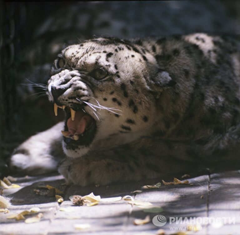 Снежный барс Снежный барс
