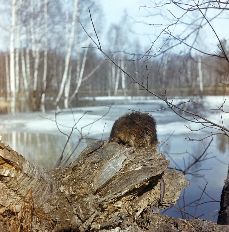 Выхухоль Выхухоль