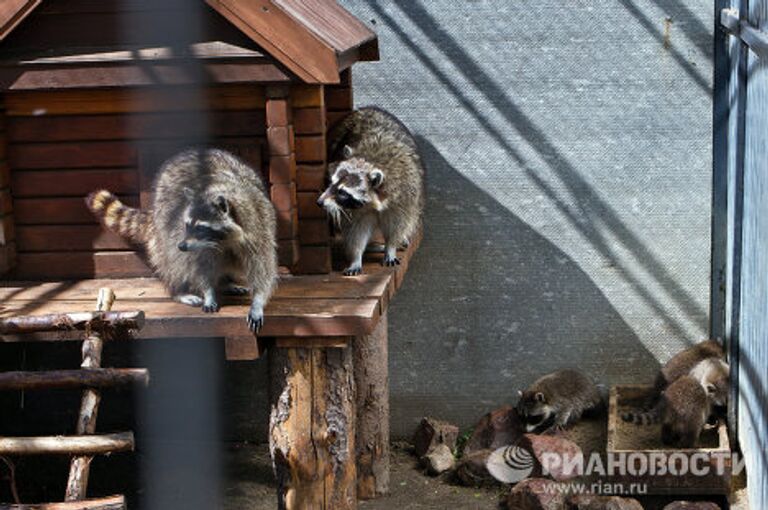 Пополнение в крупнейшем нижегородском зоопарке Лимпопо