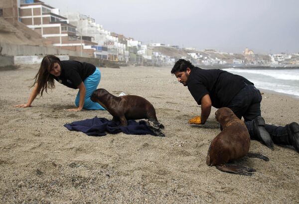 Детеныши морского льва на пляже в Перу