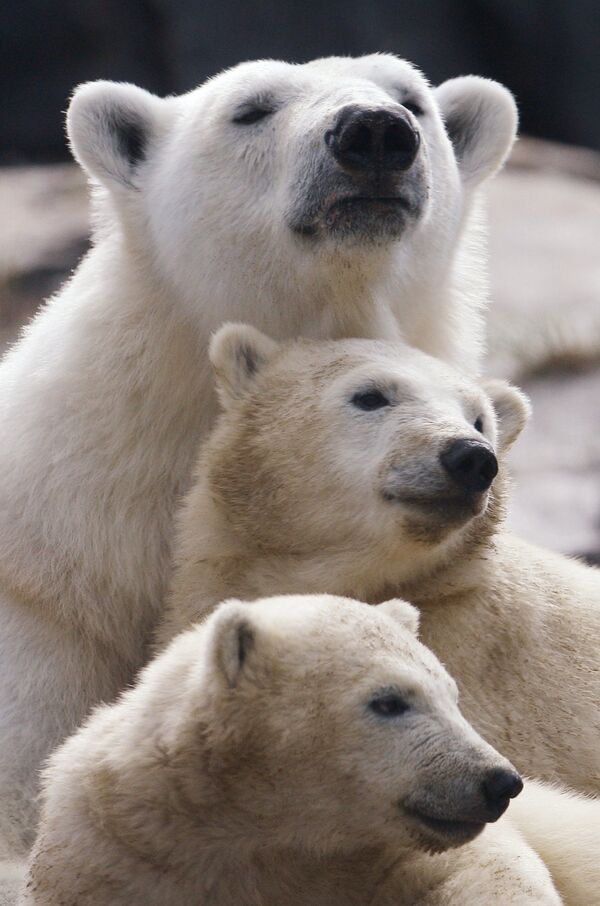 Белые медведи в зоопарке Квибека. Архив