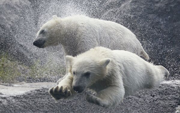  Белые медведи в зоопарке Квибека
