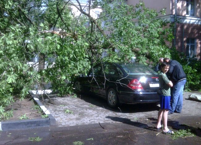 Дерево упало на автомобиль в Балашихе