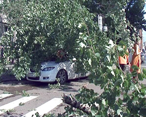 Сильный ветер повалил дерево на автомобиль в Москве. Видео с места ЧП