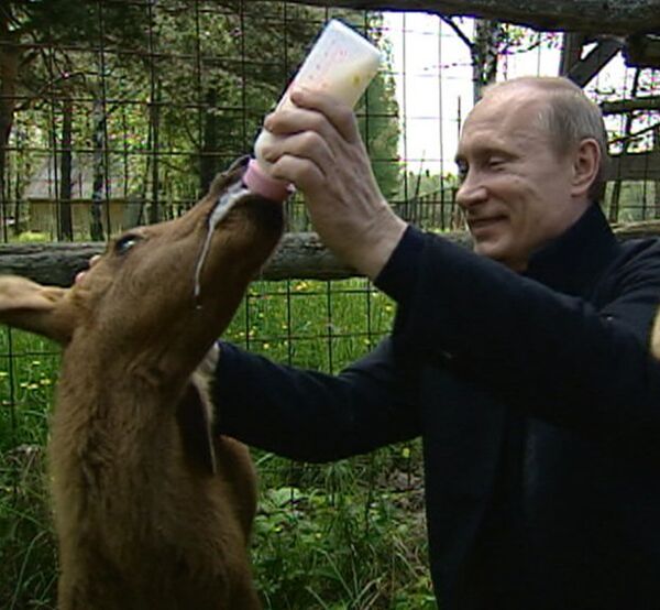 Путин покормил лосят молоком и посадил дерево