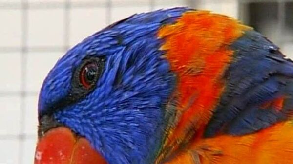 Сотни австралийских попугаев страдают от неизвестного похмелья