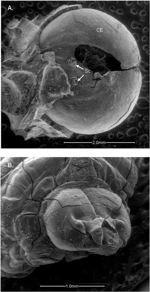 Останки трутня и личинки пчелы под микроскопом