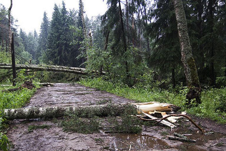 Повалены деревья во время бури