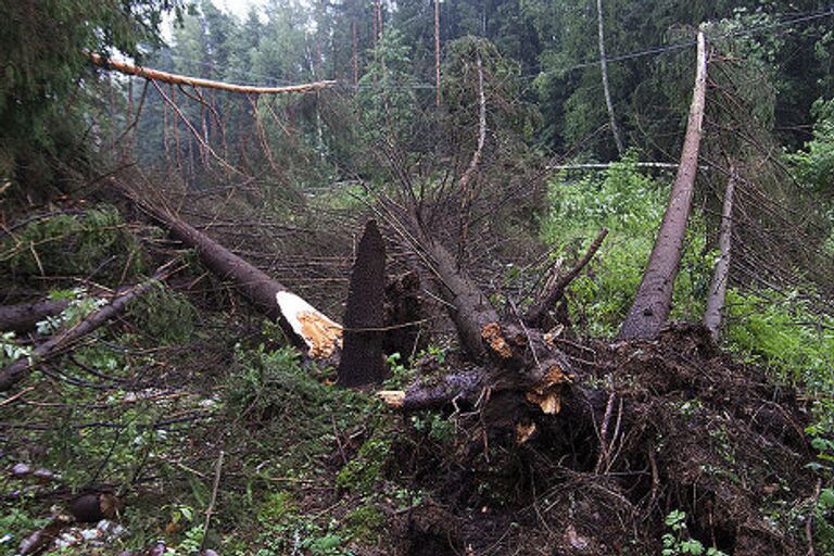 Повалены деревья во время бури