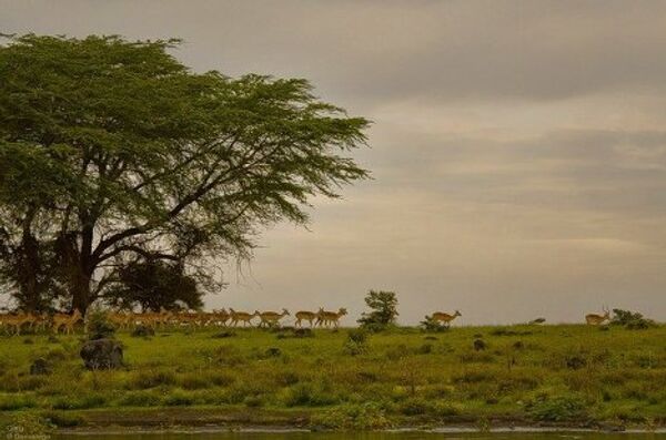 Сафари в Африке