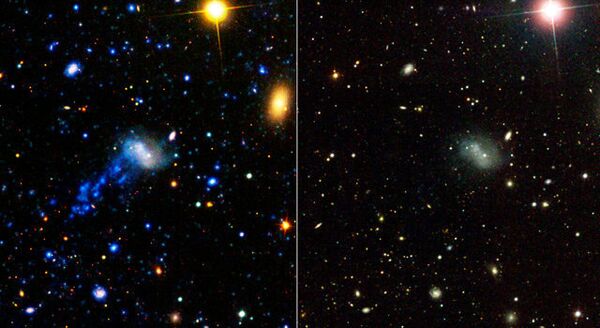 Звездный «хвост» галактики IC 3418 виден только в ультрафиолетовом спектре (левая часть изображения)