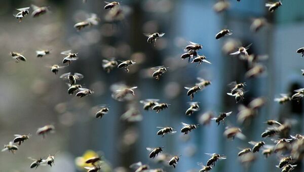 Пчелы, архивное фото