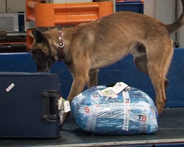 Собаки-таможенники обнюхивают багаж на подозрительных рейсах 