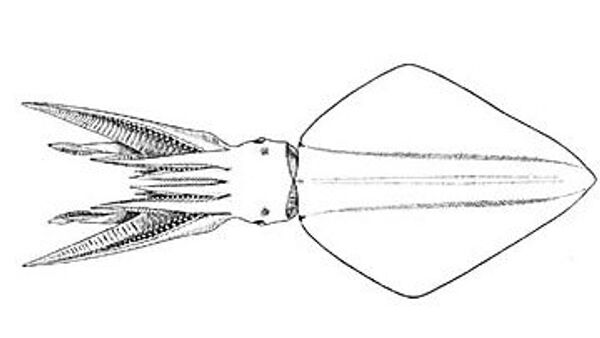 Кальмар-ромб Thysanoteuthis rhombus