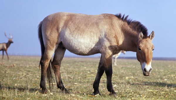 Лошадь Пржевальского, архивное фото.
