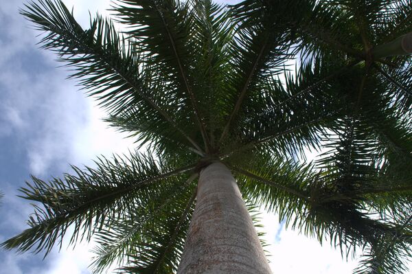 Королевская пальма
