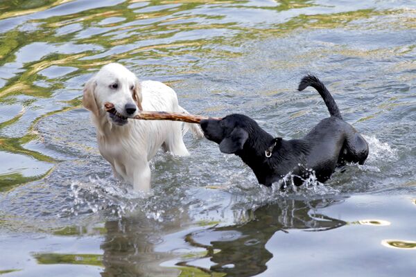 Собаки в жаркий день спасаются в воде.